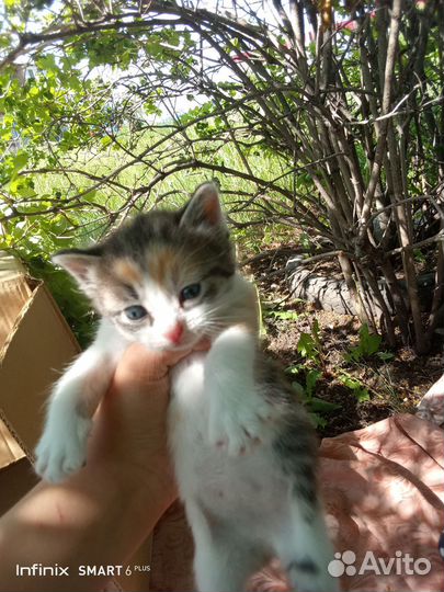 Котята в добрые ручки)