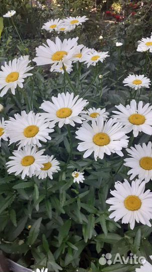 Садовые цветы