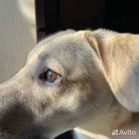 Собаки бесплатно