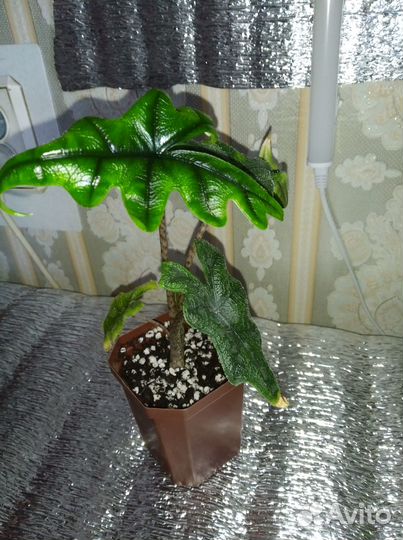 Алоказия Жаклин. Эпипремнум Годзилла