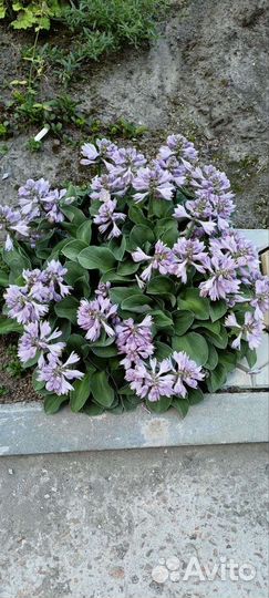 Хоста карликовая 