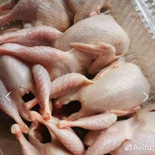 Перепела, молодняк, мясо, яйца перепёлки