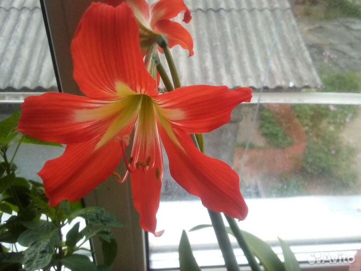 Комнатные цветы