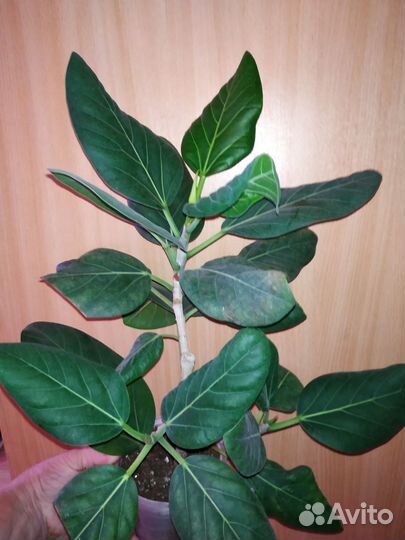 Фикус Бенгальский Одри