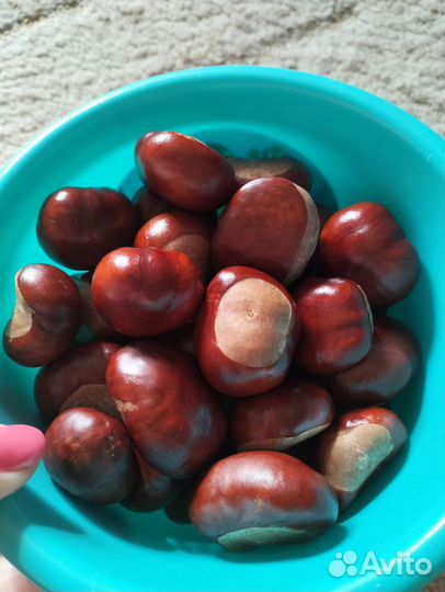 Каштаны для поделок, плоды каштана