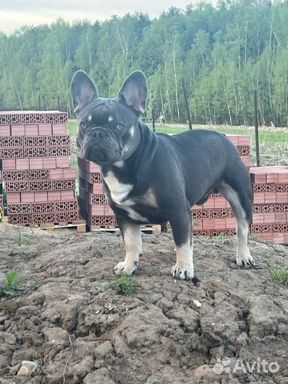 Вязка собак