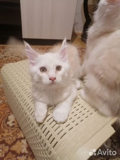 Мейн-кун мальчик