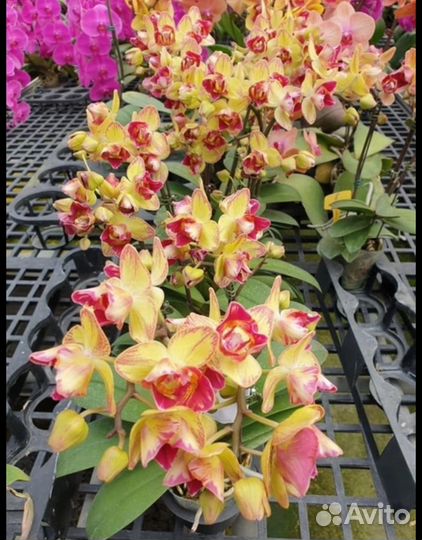 Орхидея FM 339