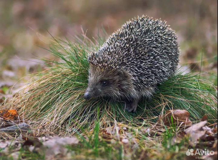 Ежик лесной
