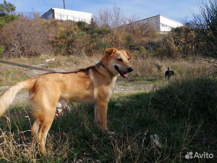 Собака в добрые руки