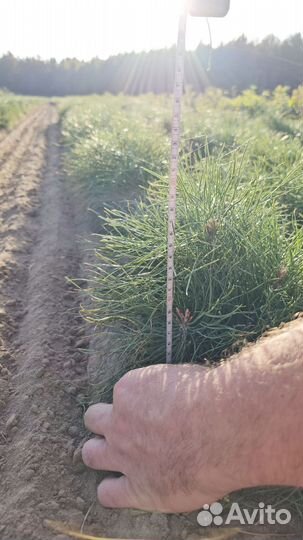 Сосна Обыкновенная окс Pinus sylvestris