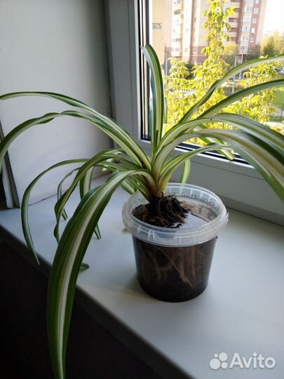 Хлорофитум