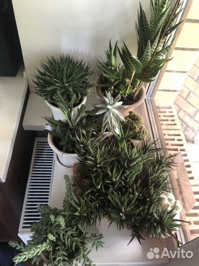 Суккуленты гаворция, гастерия, хавортия