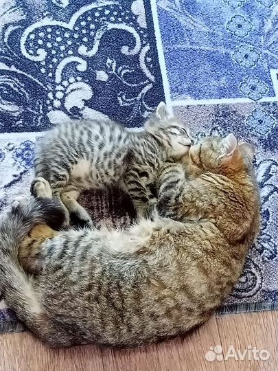 Кошка в дар бесплатно