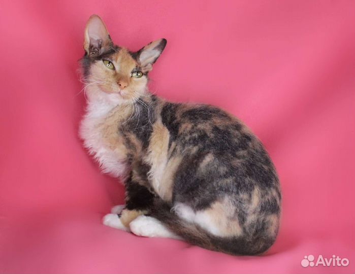 Кошка Маргарет