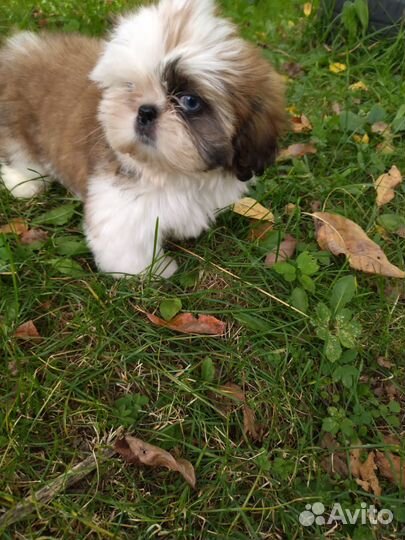 Эксклюзив С голубыми глазами