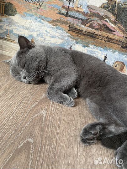 Британская