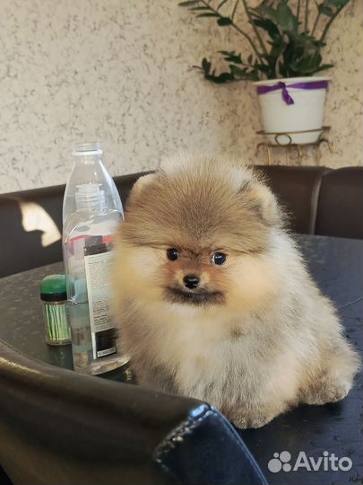 Шпицы мишки