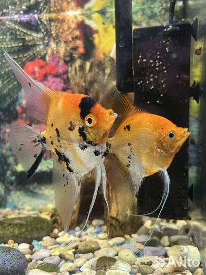 Аквариумные рыбки скалярии