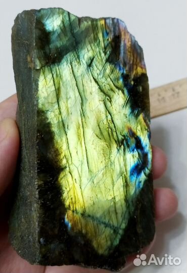 Лабрадор жёлтый