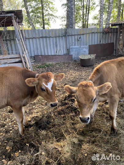 Телочка джерси +айширская