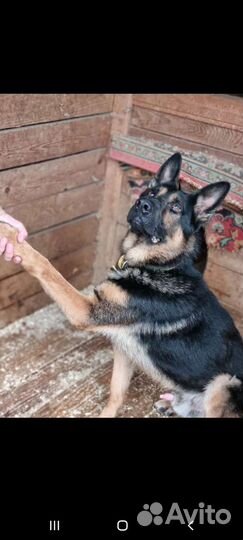 Собака из приюта