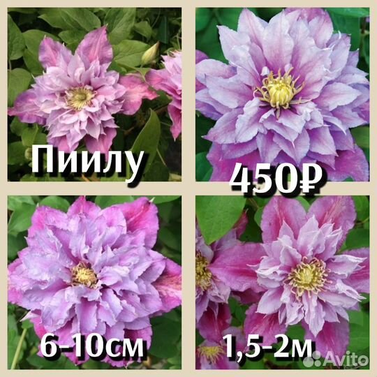 Клематис махровый