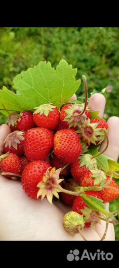 Усы и кусты клубники