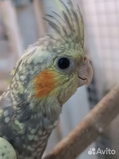 Попугай корелла