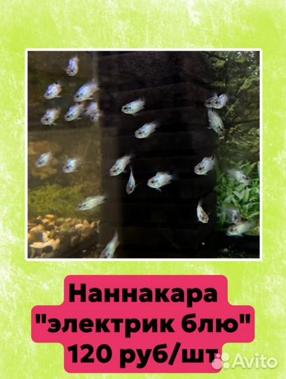 Аквариумные рыбки