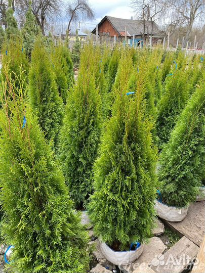 Туя Смарагд extra