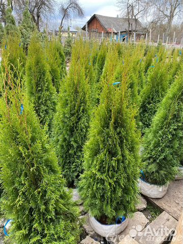 Туя Смарагд extra