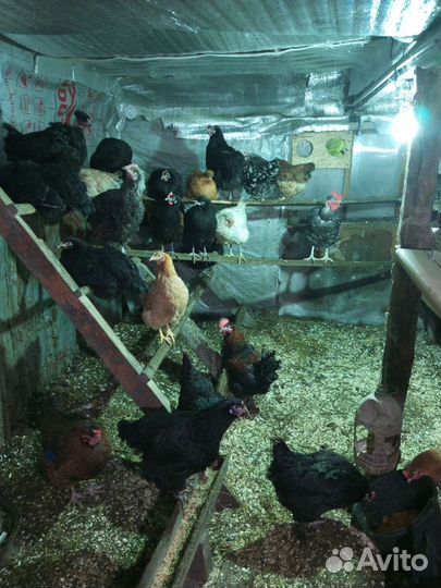 Цыплята суточные несушки