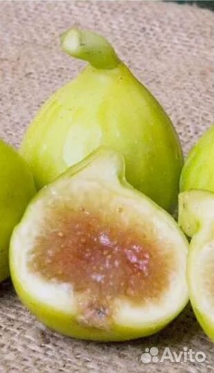 Саженцы инжира