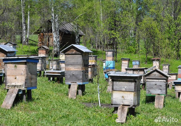 2024 Мед натуральный с Алтая оптом