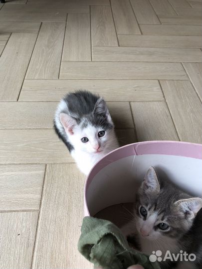 Котята в добрые руки
