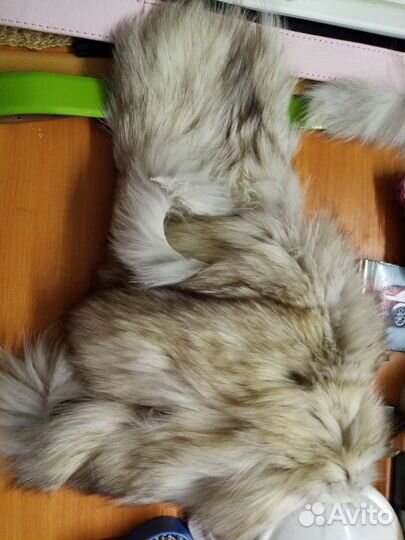 Шкурка животного