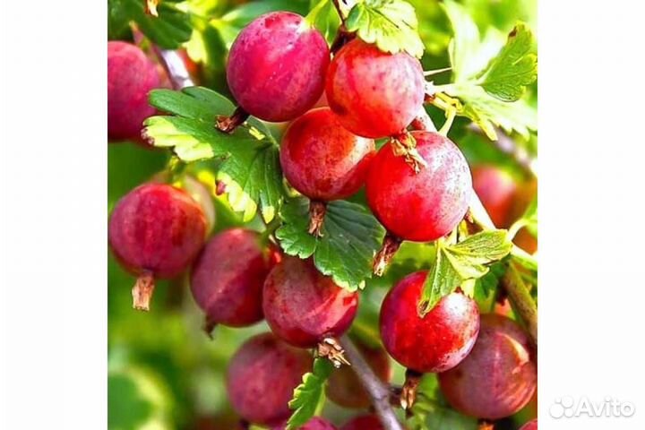 Крыжовник Колобок