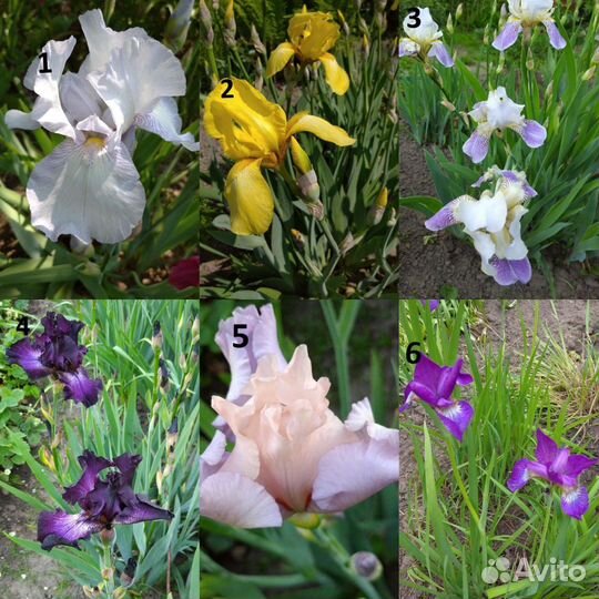 Ирисы