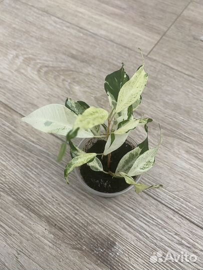 Фикус бенджамина керли, твилайт