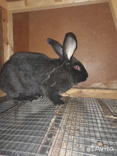 Распродается кроличья ферма