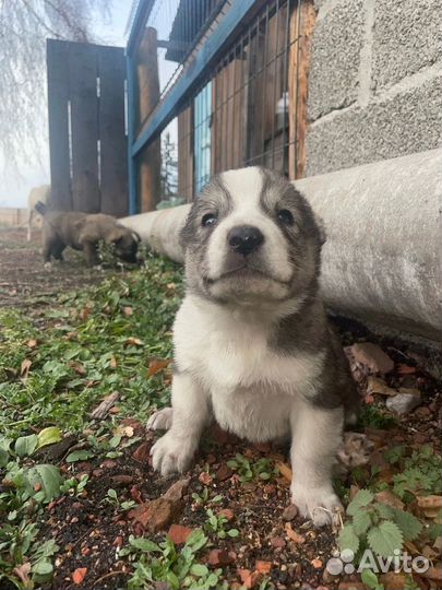 Чистокровные щенки алабая