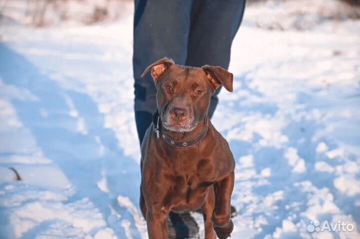 Некрупный питбуль Басэм ищет дом