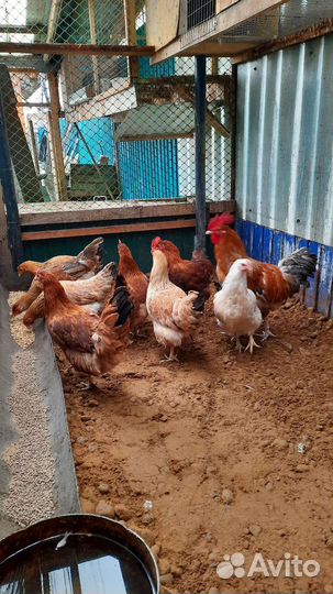 Курицы Амерауканы, Борковские барвистые, цыплята