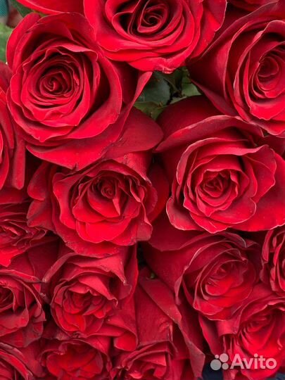 Цветы Розы и многое другое