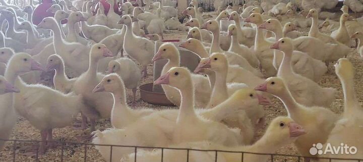 Гуси подрощенные