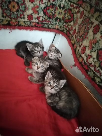 Котятки в дар