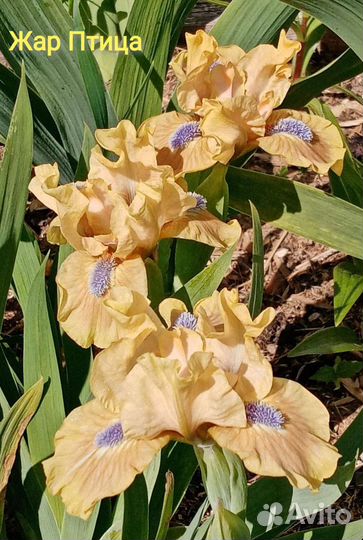 Ирисы карликовые