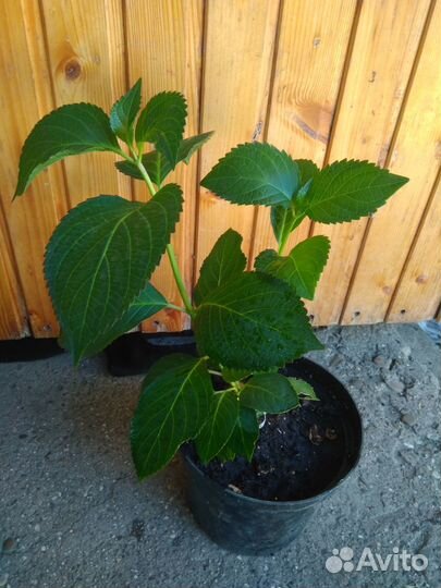 Гортензия крупнолистная ремонтантная