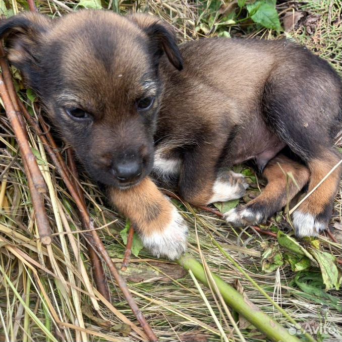 Шоколадный парень 1 месяц. Будет небольшой